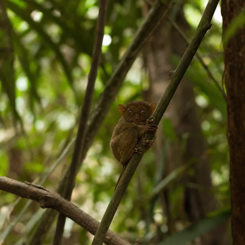 Bohol Chocolate Hills & Loboc River Journey — photo 2
