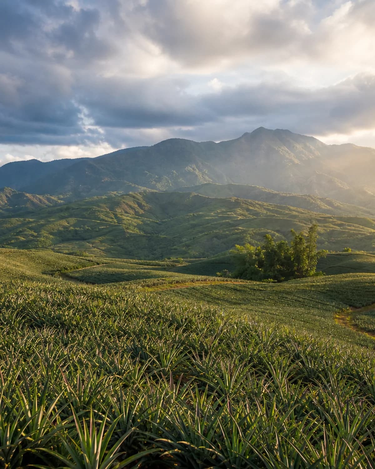 Bukidnon