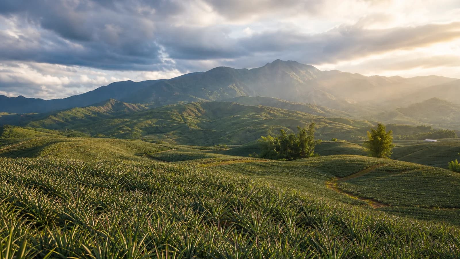 Bukidnon